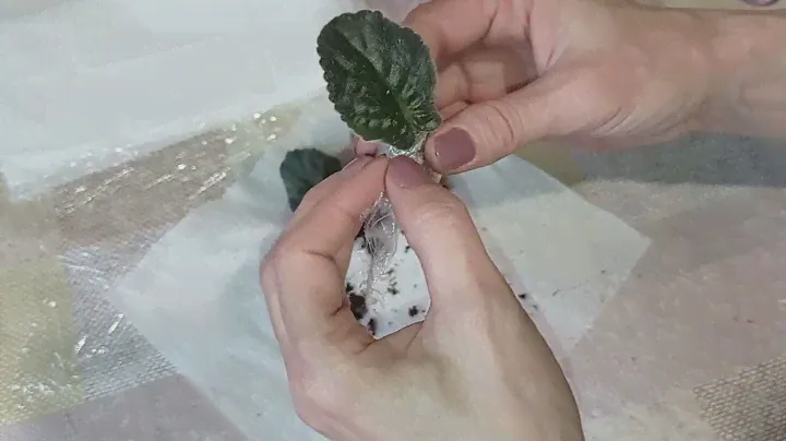 Упаковка укорененных листьев. Фиалки почтой.