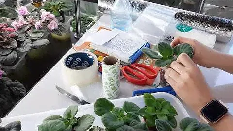 Как упаковать лист и детку фиалки для пересыла по почте. РОЗЫГРЫШ ДЛЯ МОИХ ПОКУПАТЕЛЕЙ.